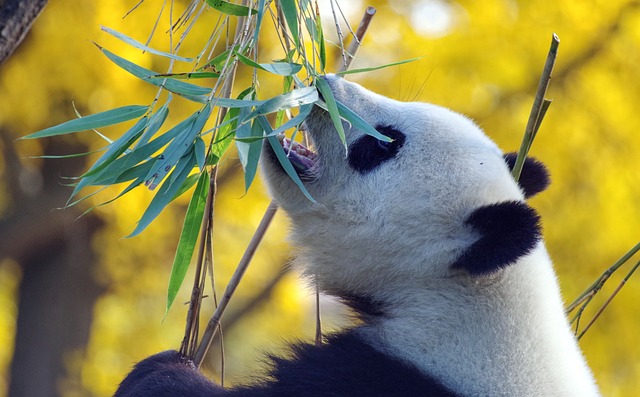 Guía definitiva para planificar su visita al panda en 2024/2025